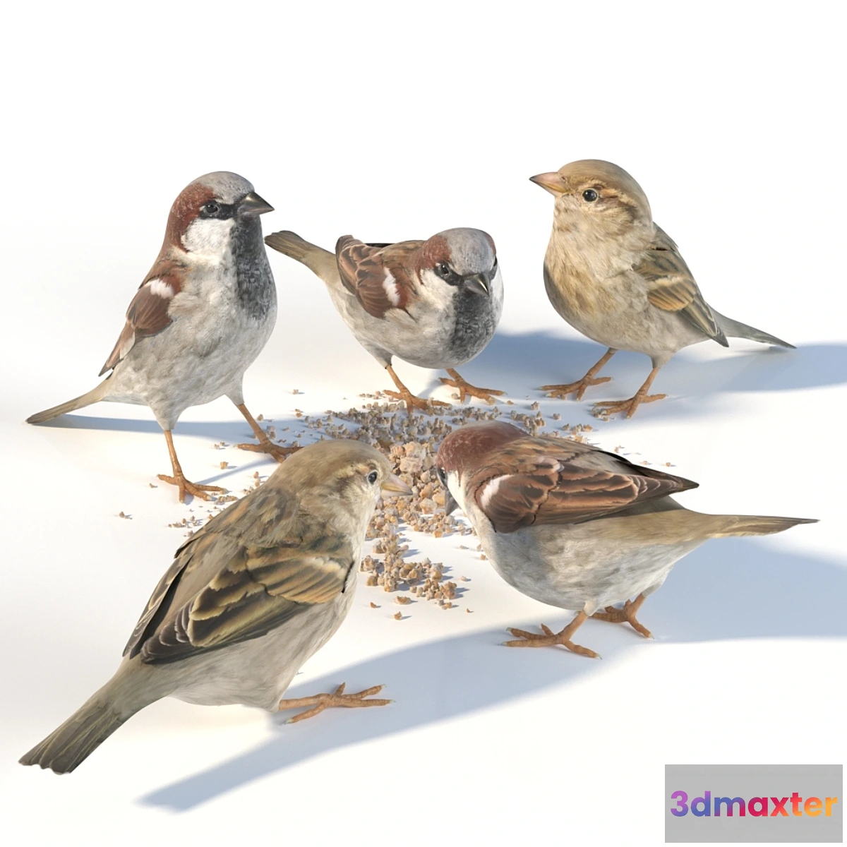 743693 - House Sparrow _ 1 - No.3