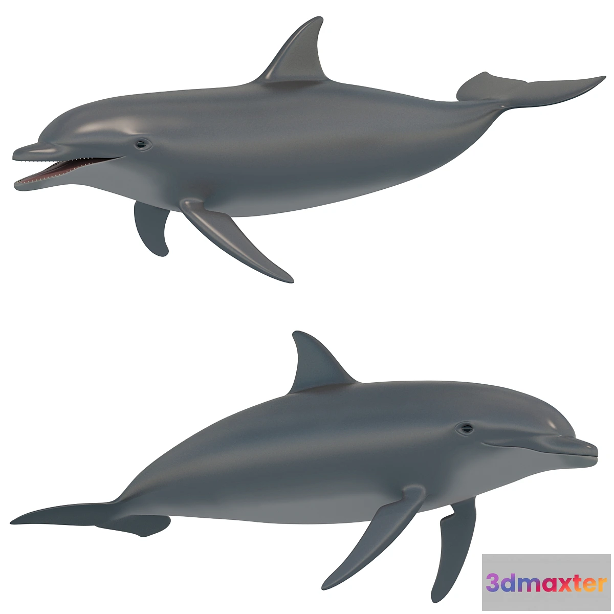754469 - Dolphin bottlenose dolphin