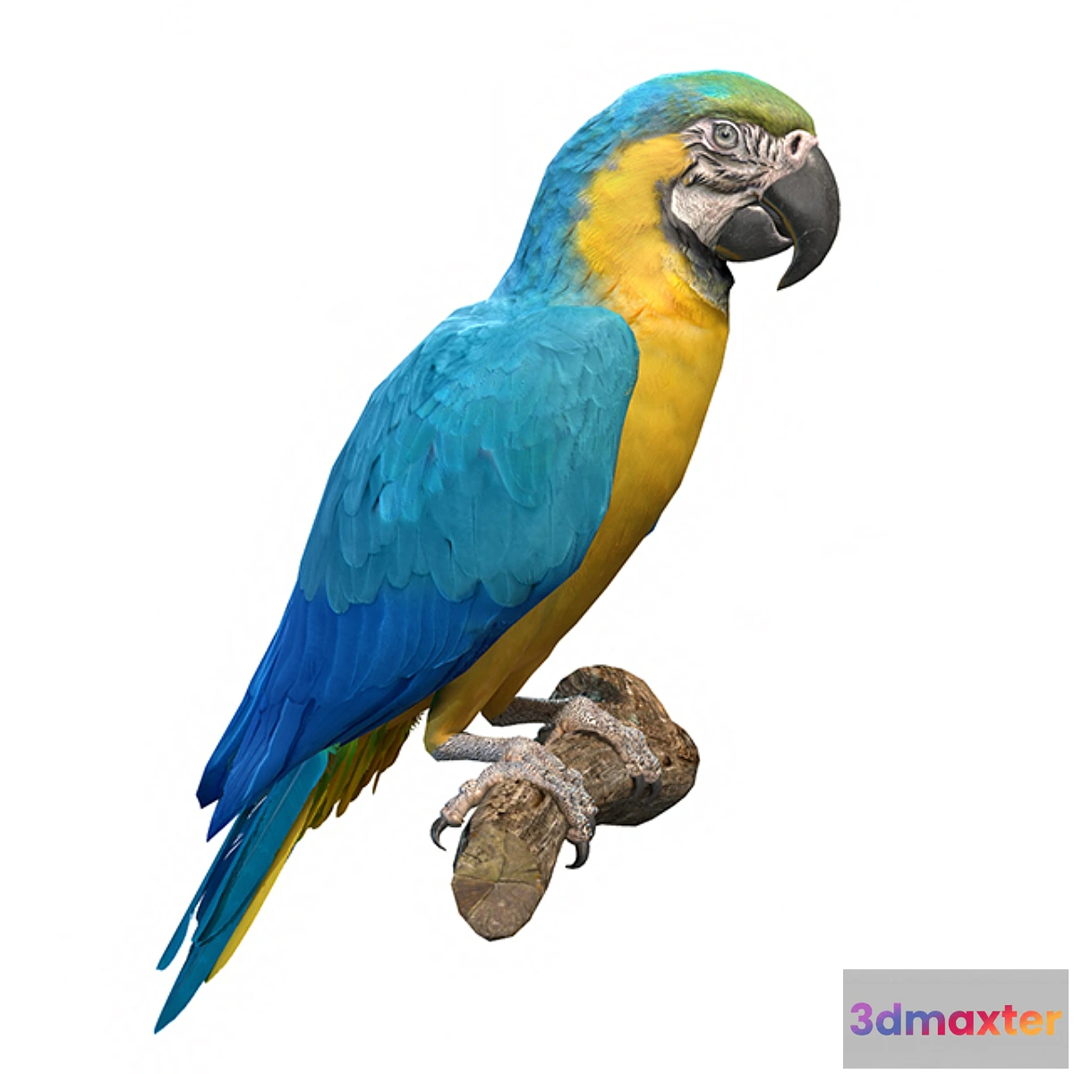 754471 - Blue and yellow macaw