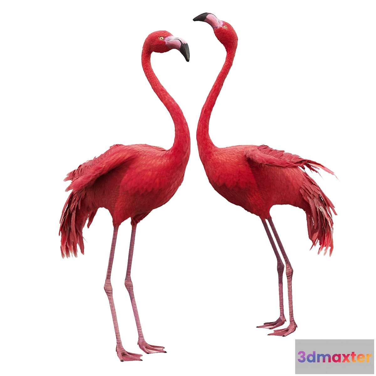 754481 - Flamingo-model