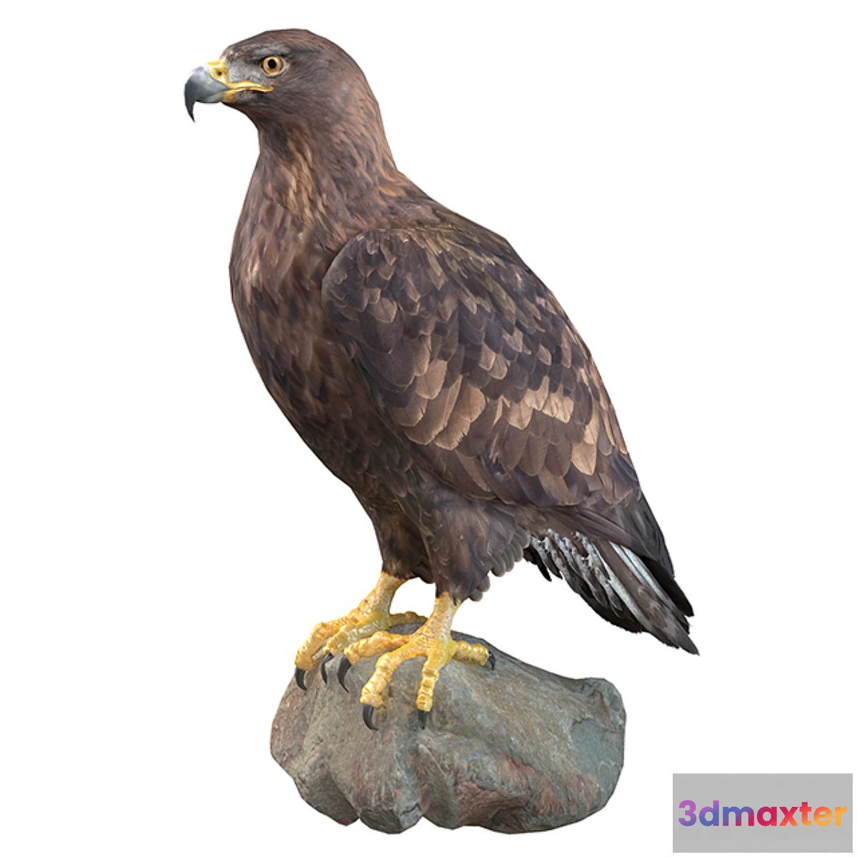 754483 - Golden eagle