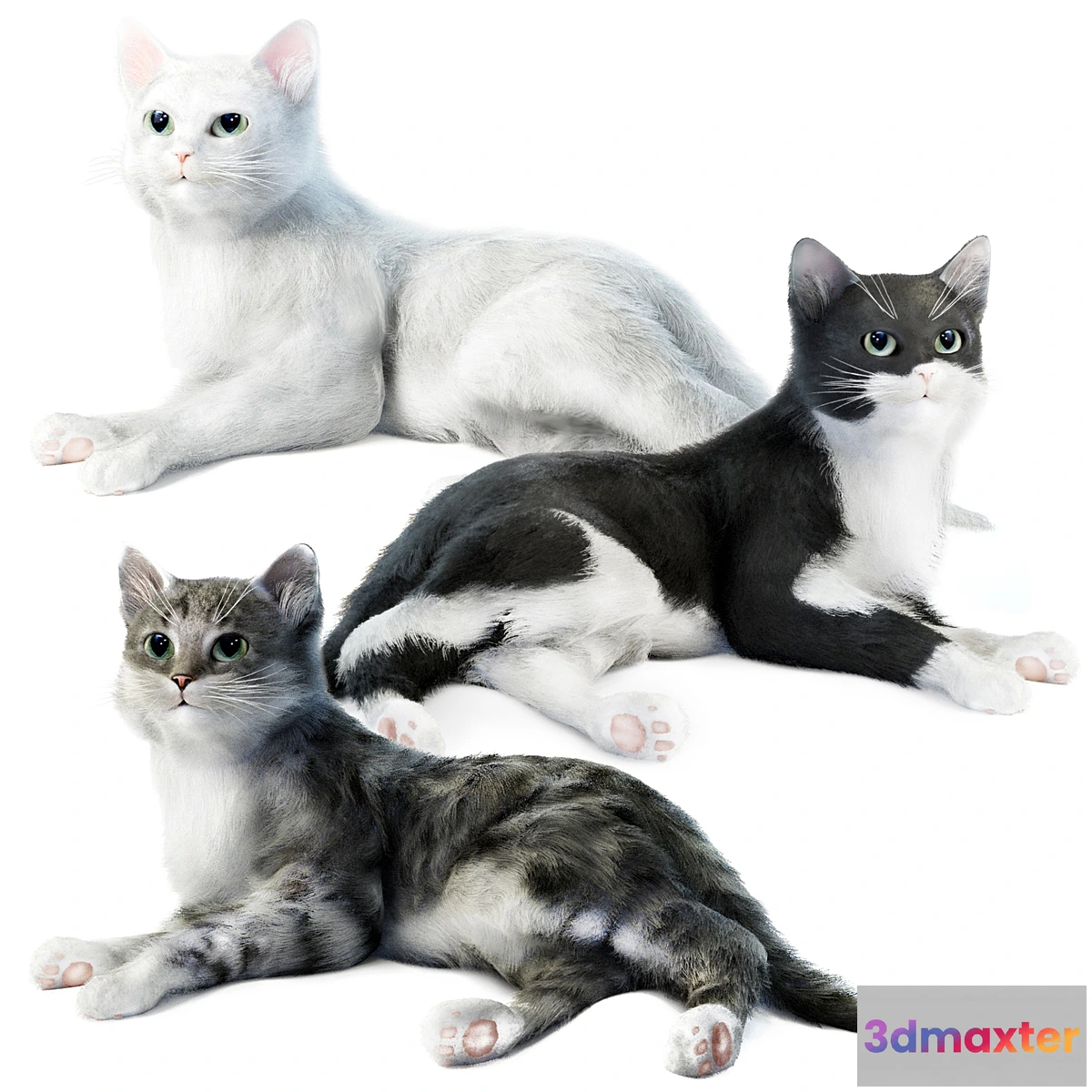 754487 - Relaxing cat 1 - No.2