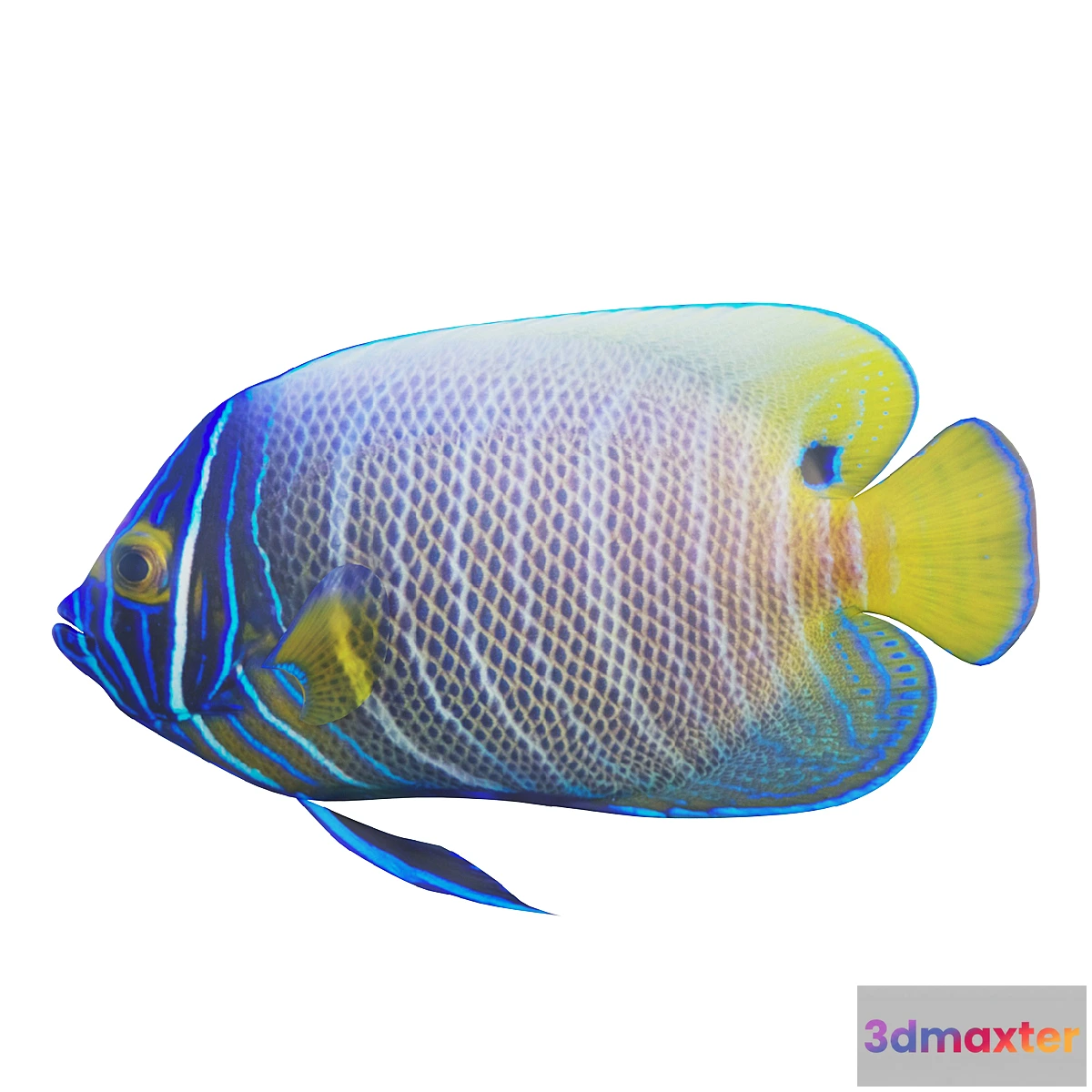 754489 - Blue girdled Angelfish set 03 - No.2
