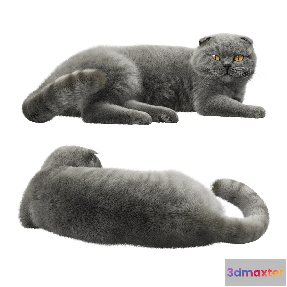 754499 - CAT 7 Corona - No.3