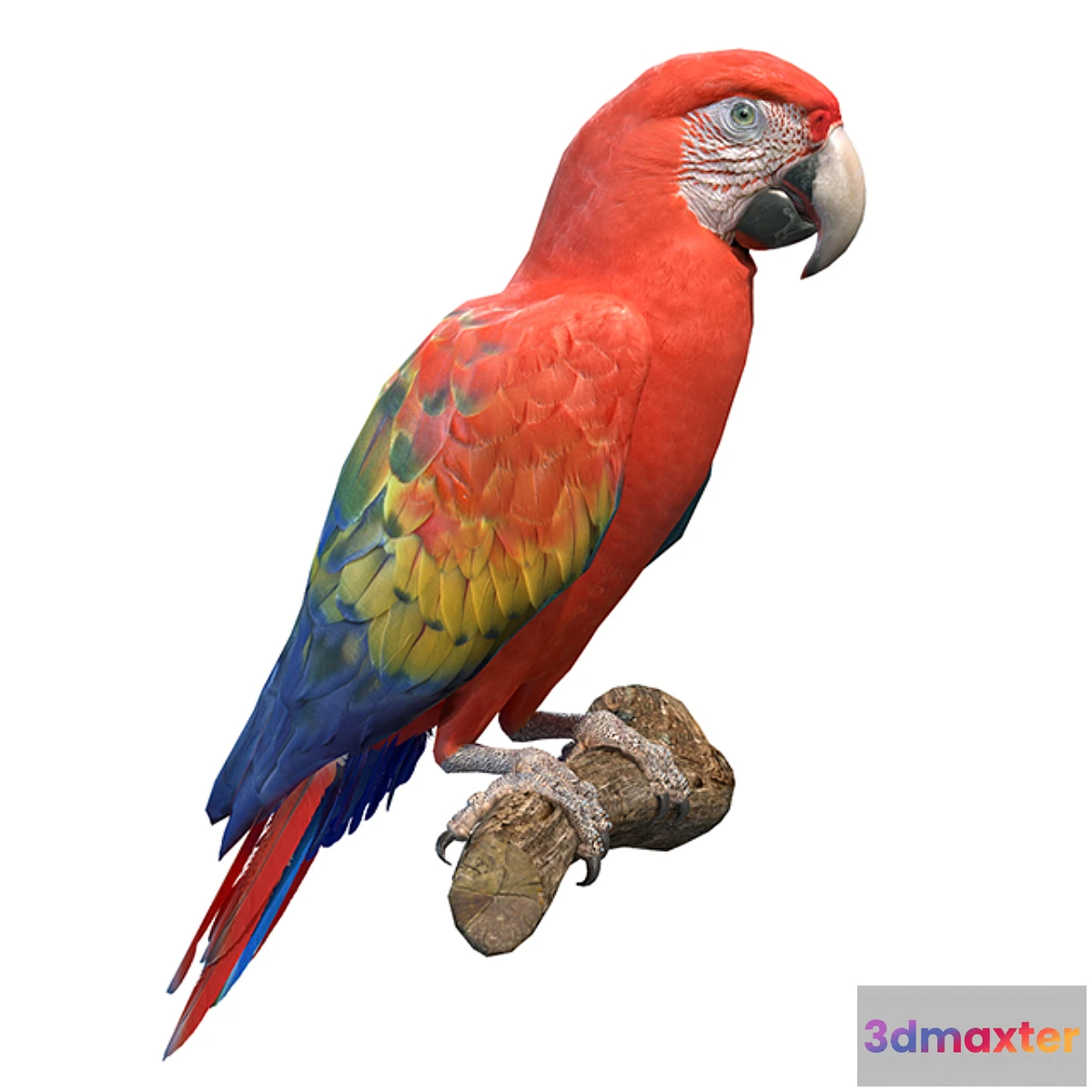 754529 - Red macaw