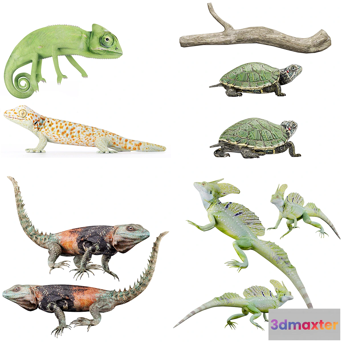 754541 - Reptile Collection