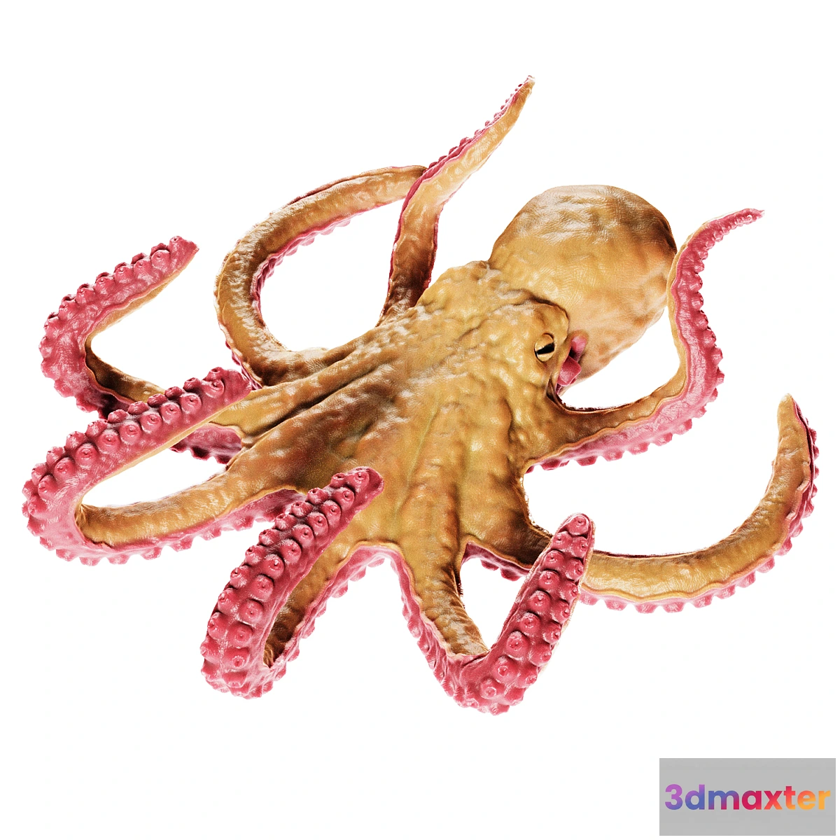 779565 - Octopus - No.2