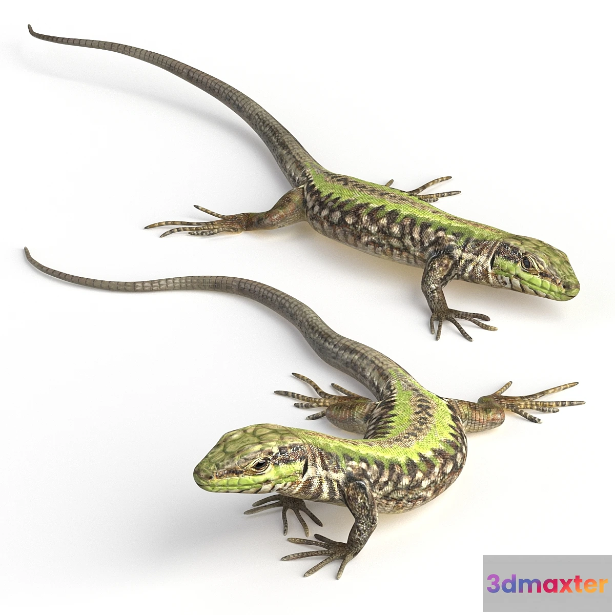 779573 - Common Wall Lizard - 5 poses