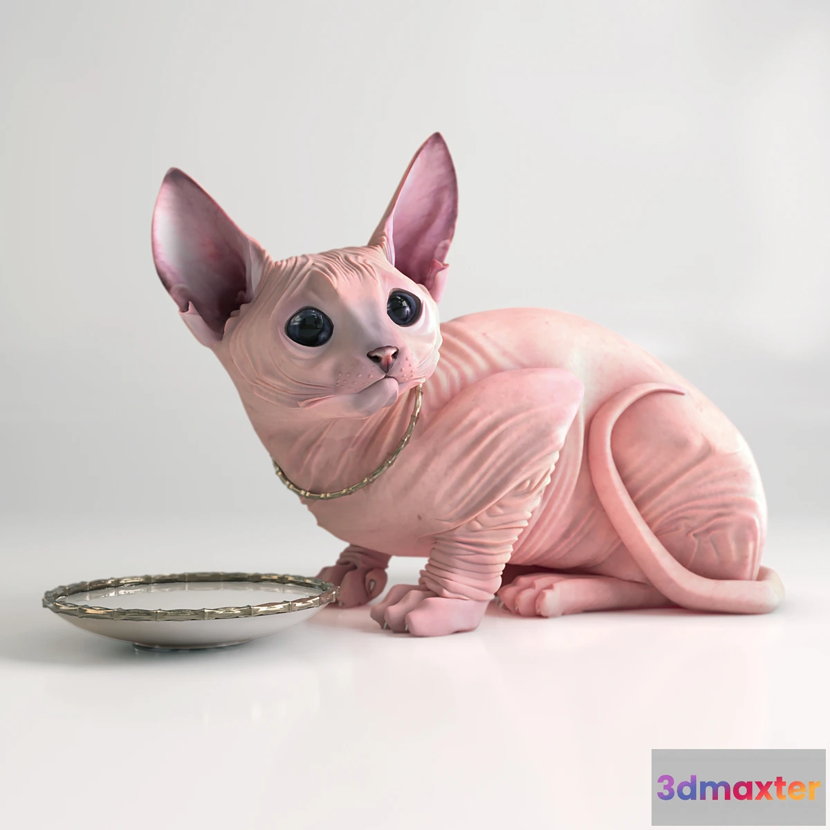 787974 - Sphynx cat - No.4