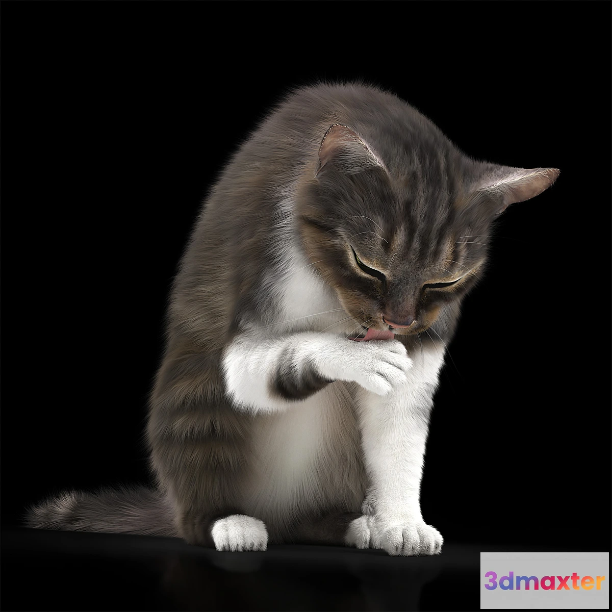 810744 - CAT 5 - No.2