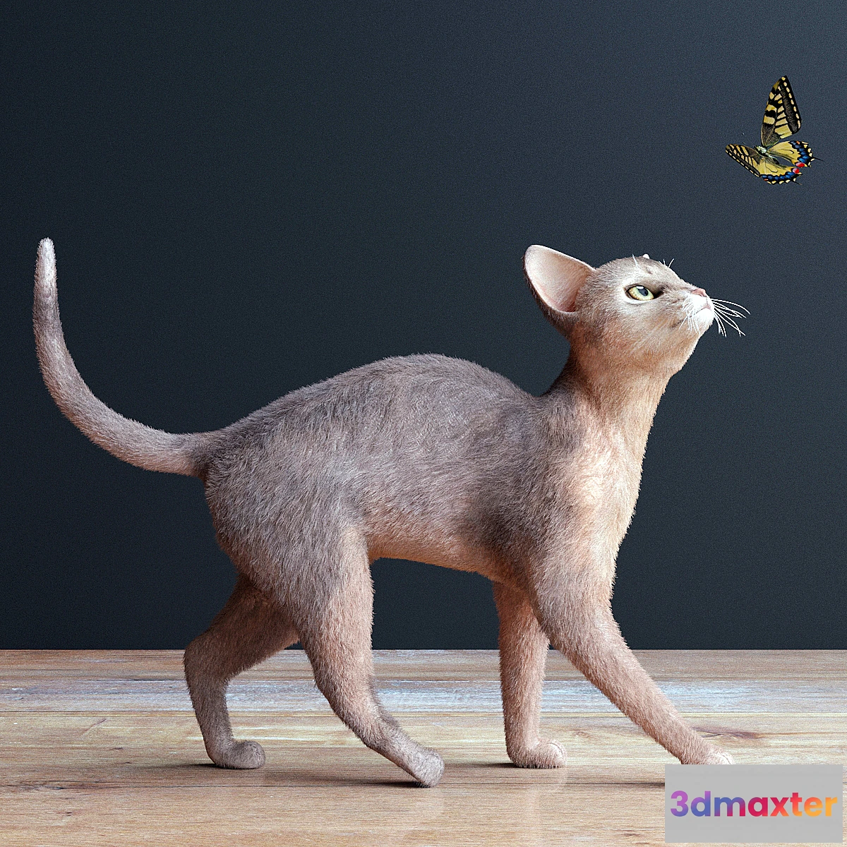 810748 - Abyssinian cat