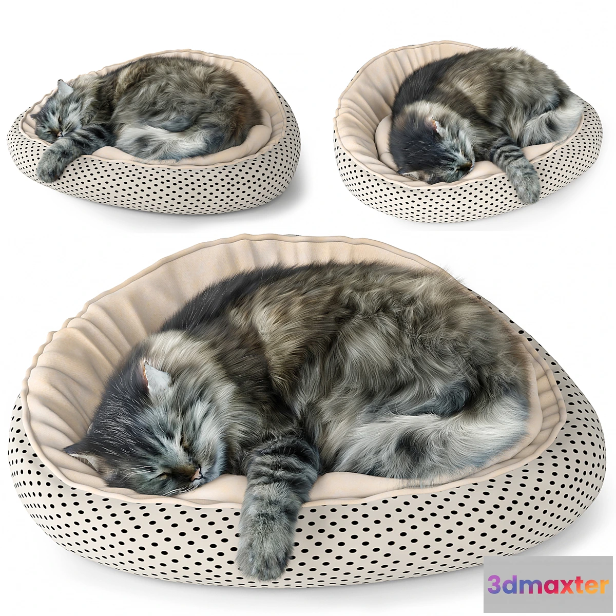 844953 - Cat - No.16