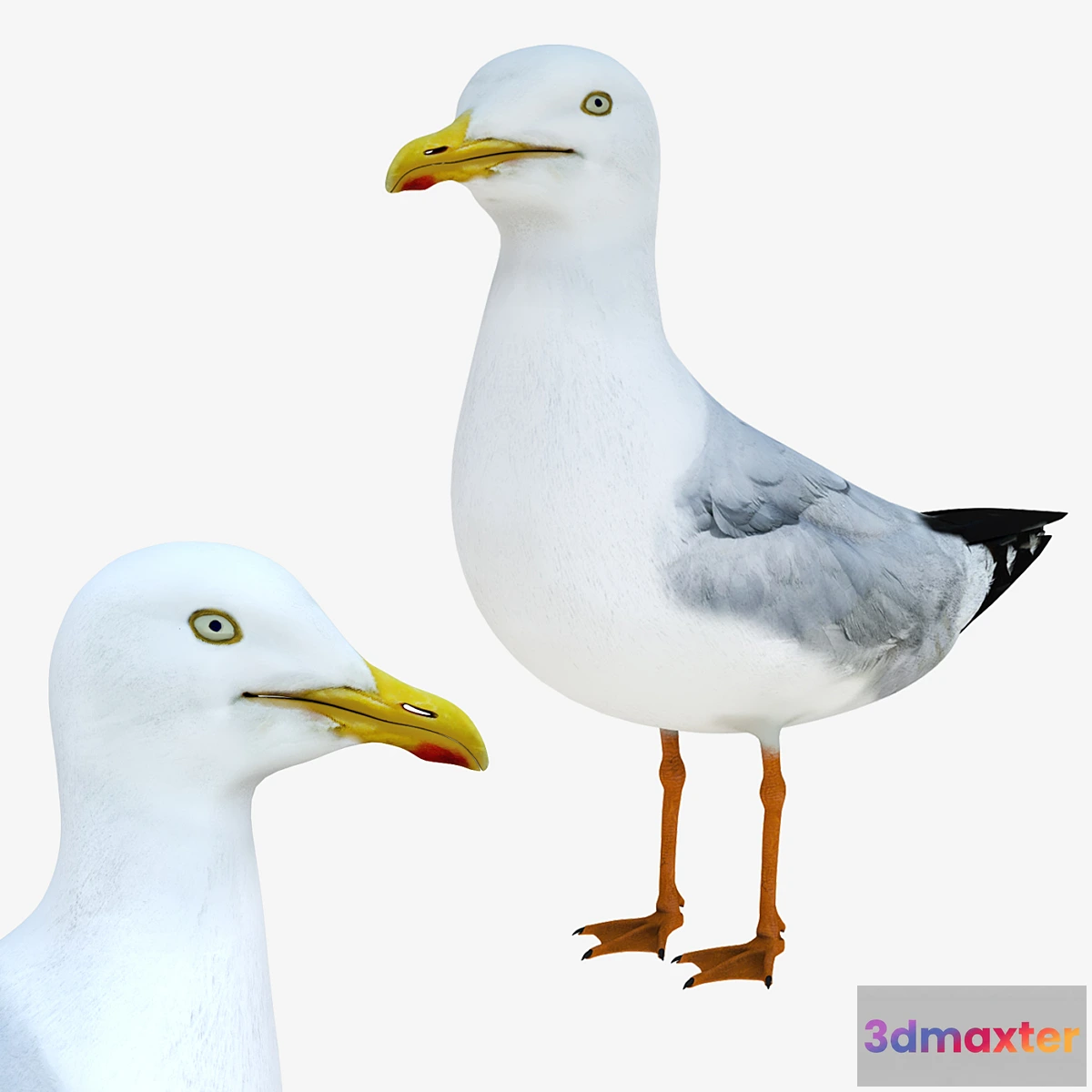 844957 - Gull - No.4