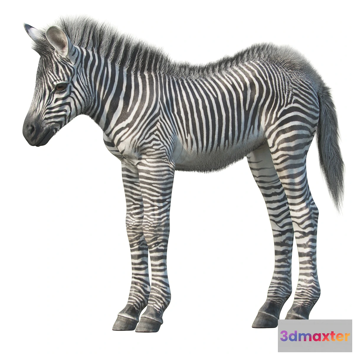 844959 - Baby zebra - No.4