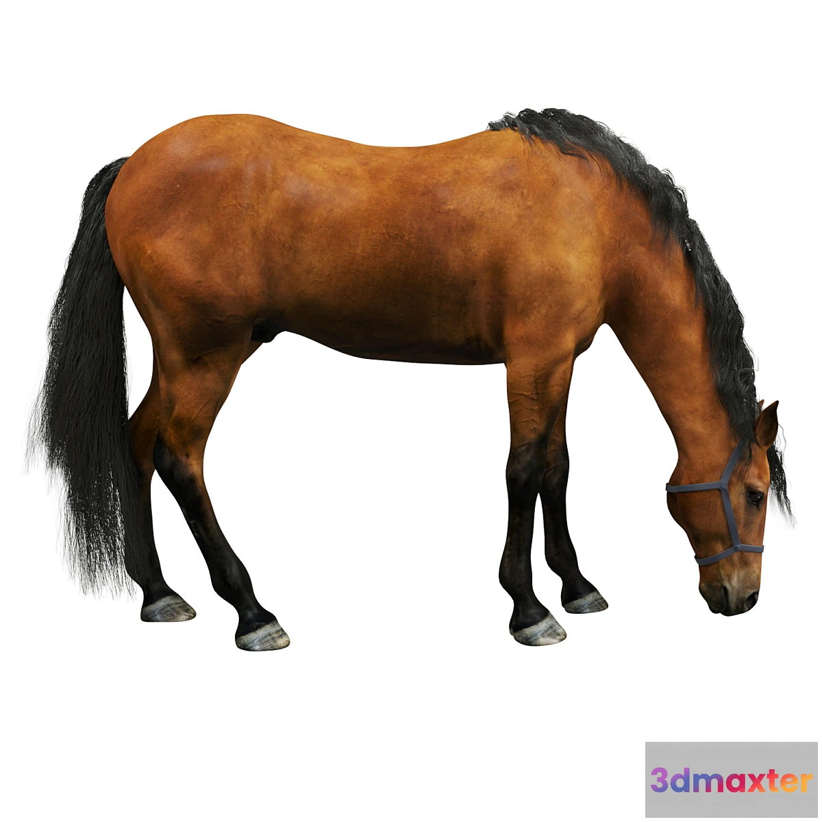 844995 - Horse - No.10