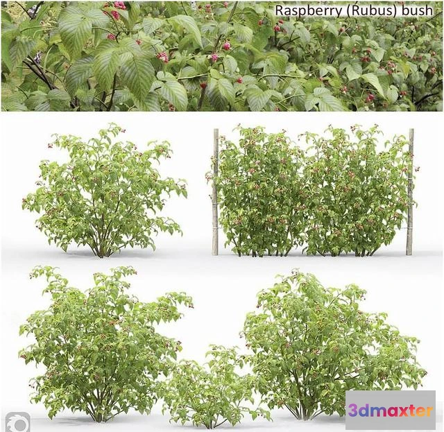 1559757 - Raspberry 3D Max