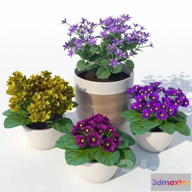 1562488 - Primrose 3D Max