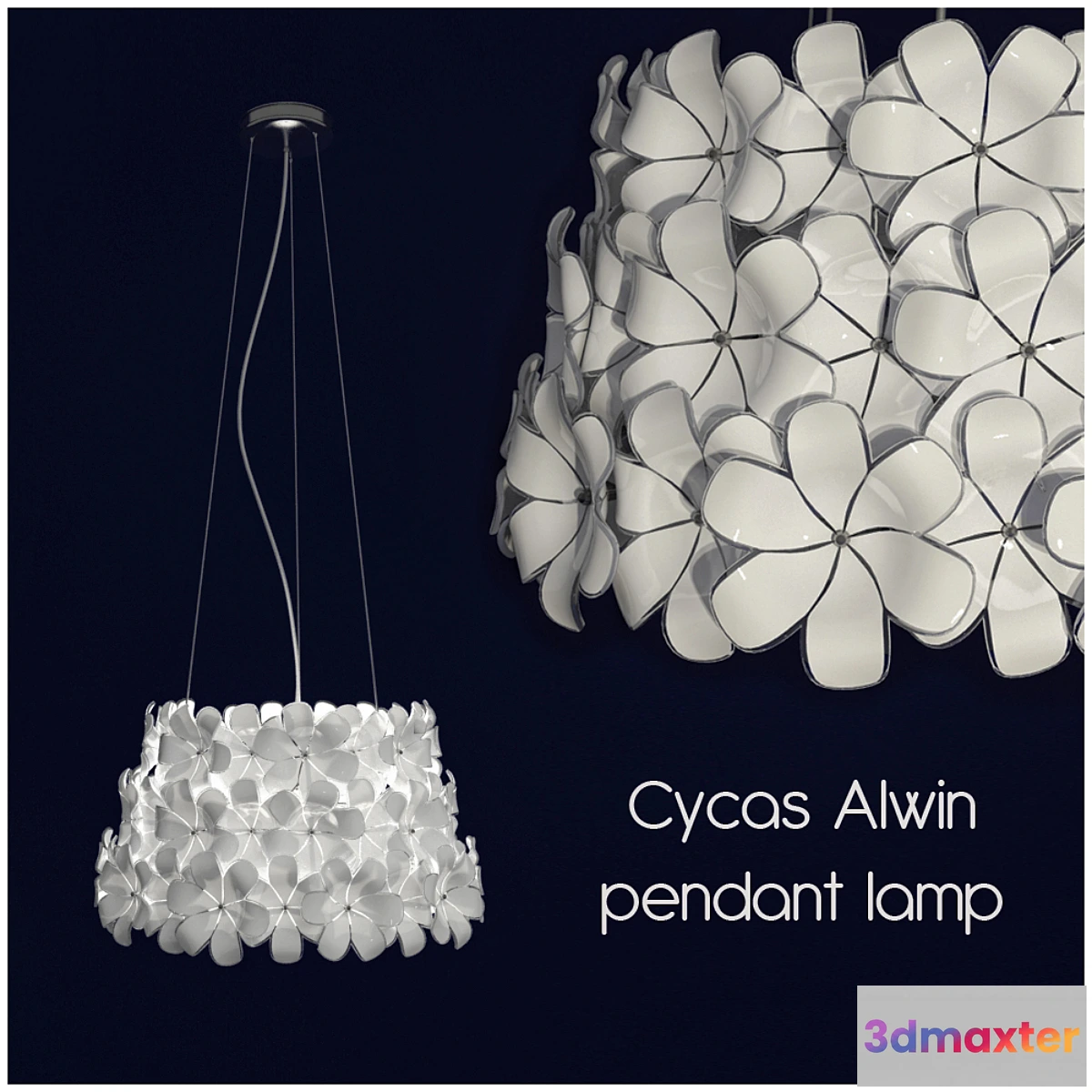 620507 - Cycas Alwin