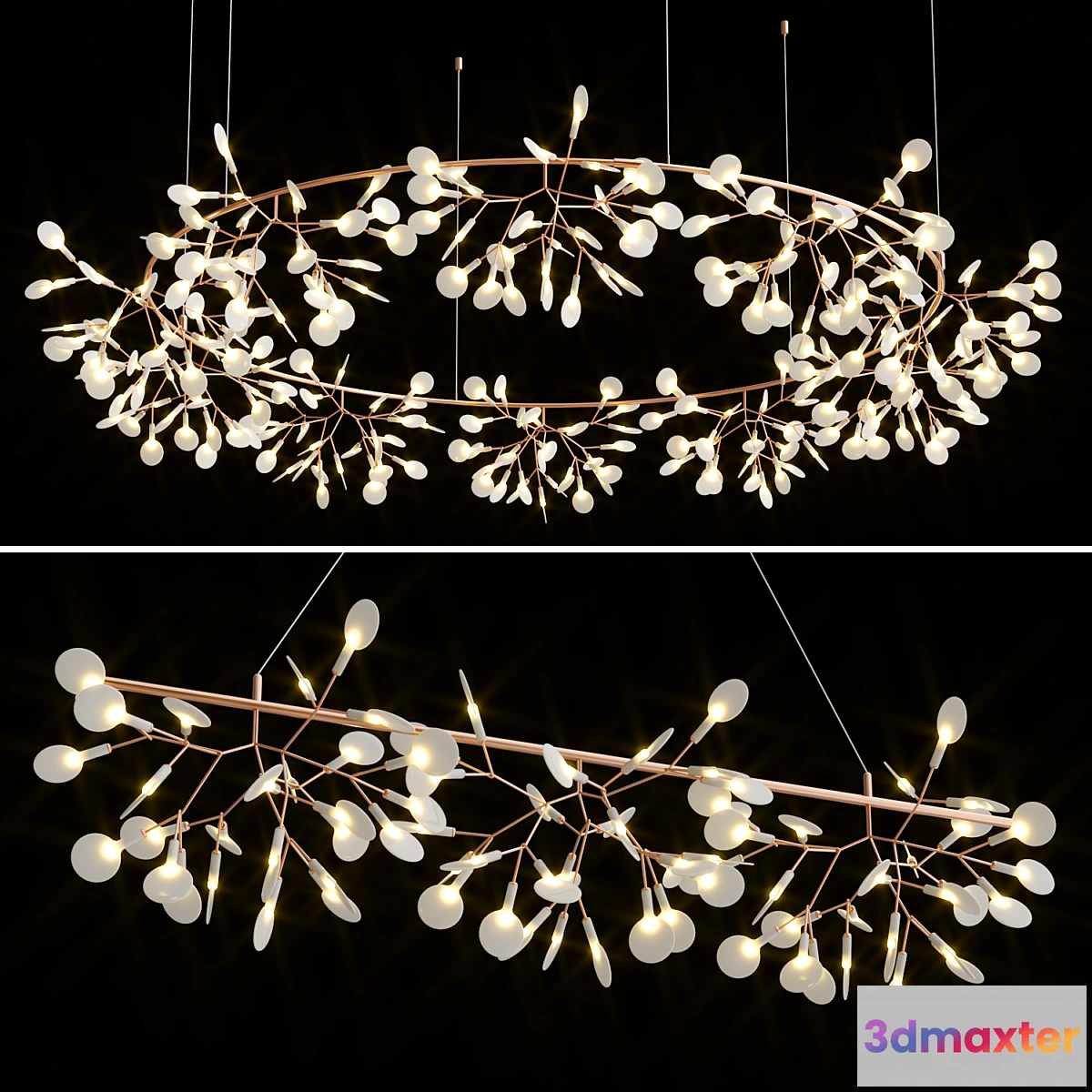 771547 - Heracleum the Big O Collection - No.2