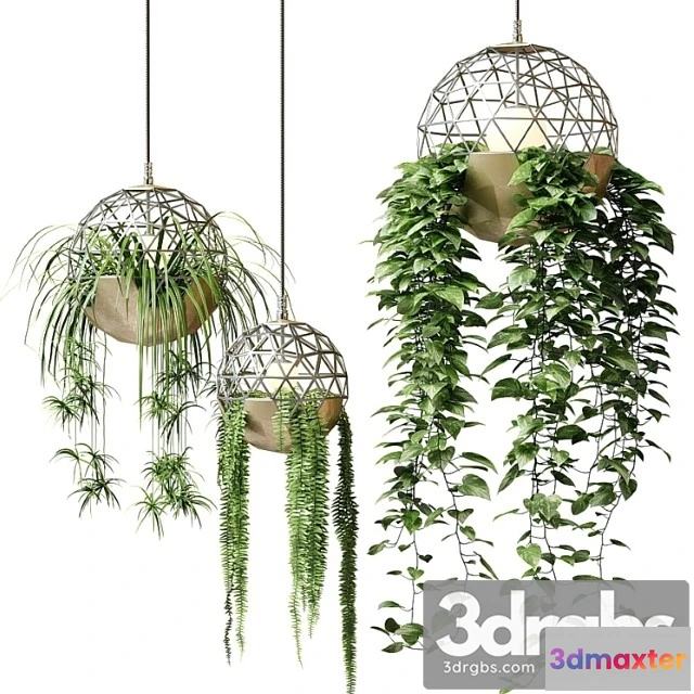 984776 - Atelier Schroeter Luminaires With Hanging Plants