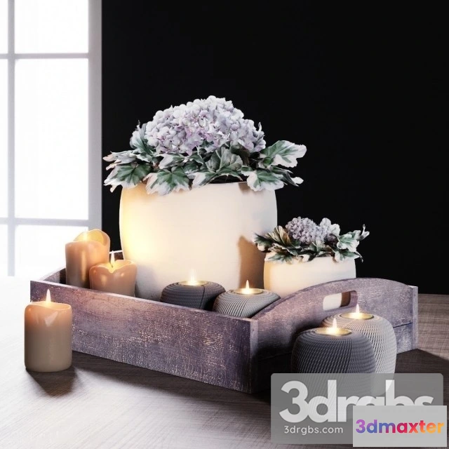 995060 - Vassoio Di Geranio