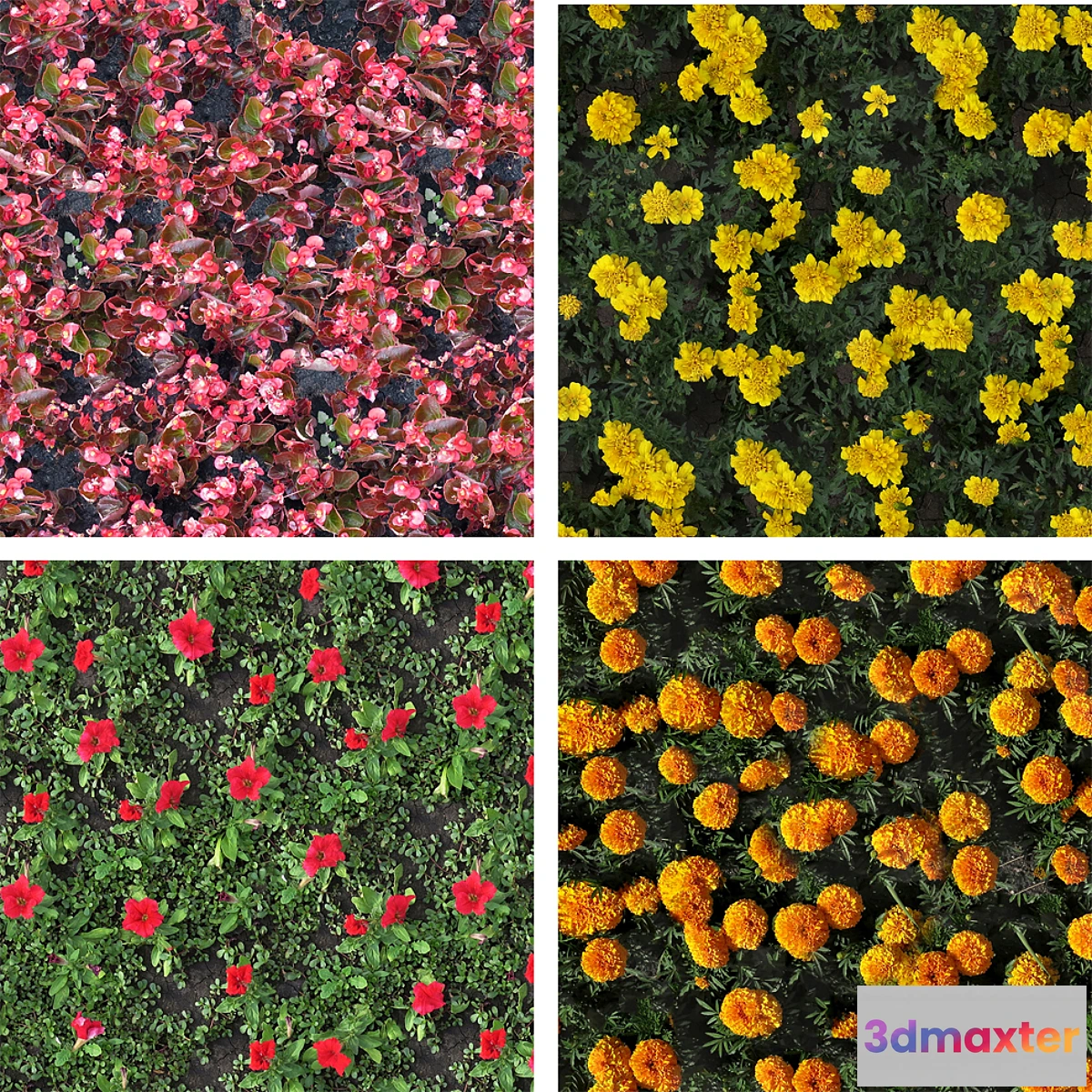 1281306 - texture flower beds 3D Max