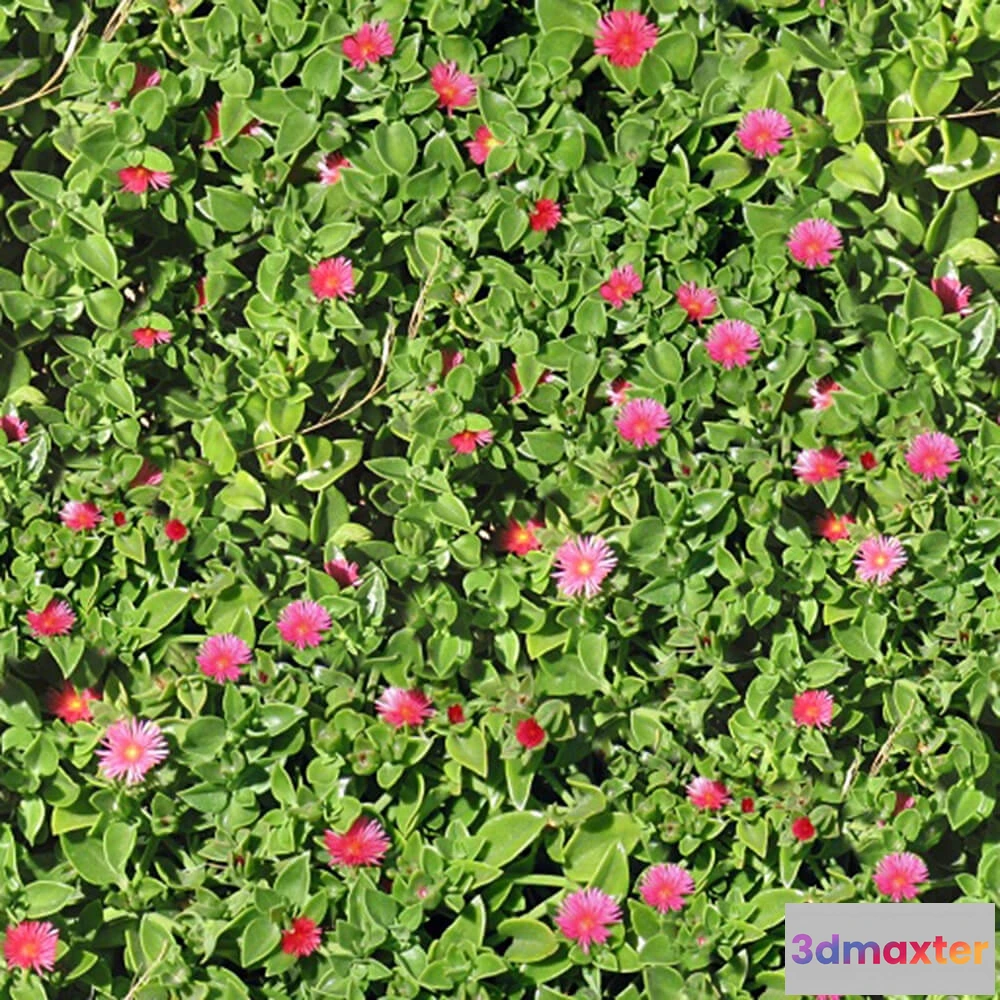 1673466 - textures - Organic 60 3D Max