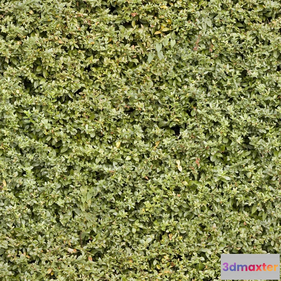 1673506 - textures - Organic 36 3D Max