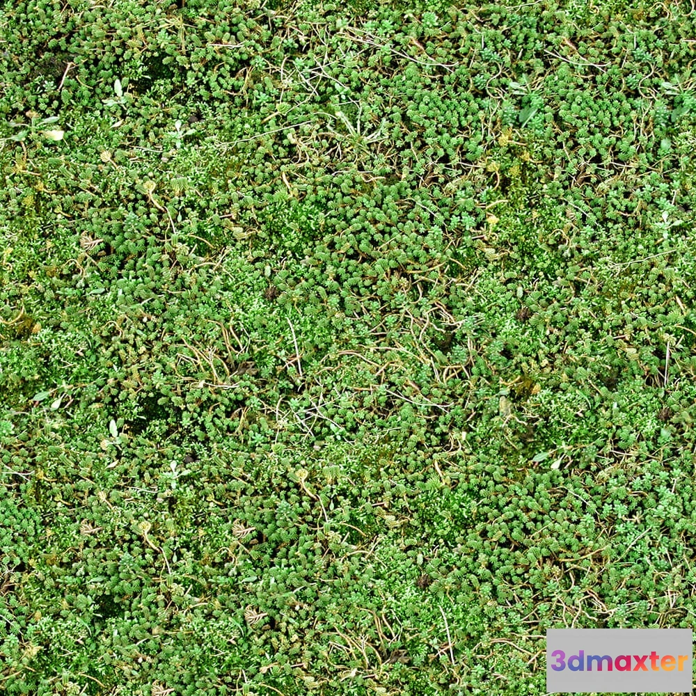 1673514 - textures - Organic 33 3D Max