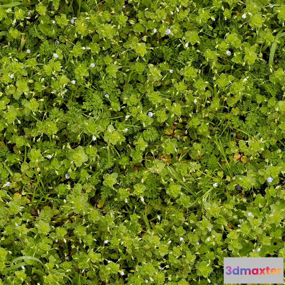 1673548 - textures - Organic 7 3D Max