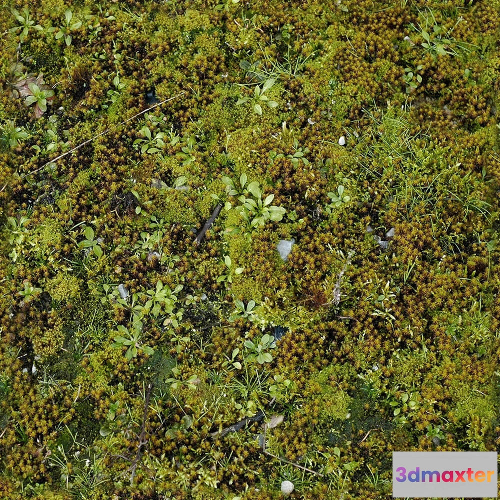 1673552 - textures - Organic 27 3D Max