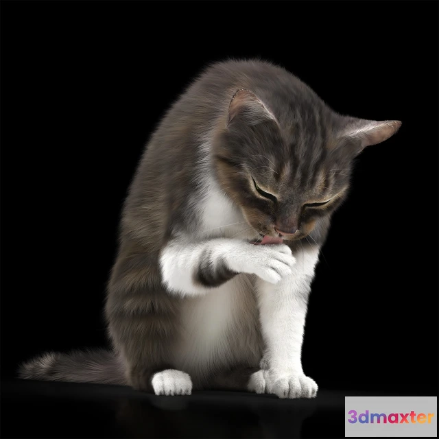 1663910 - other-models - Cat 5 3D Max