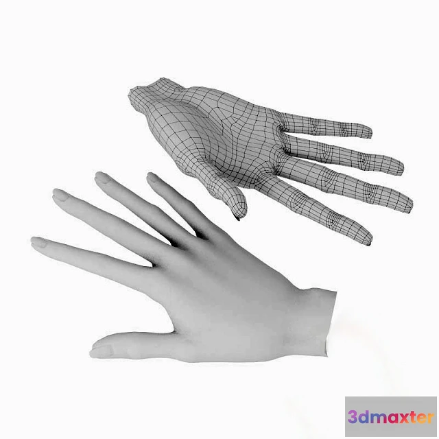 1663960 - other-models - Woman’s hand 3D Max