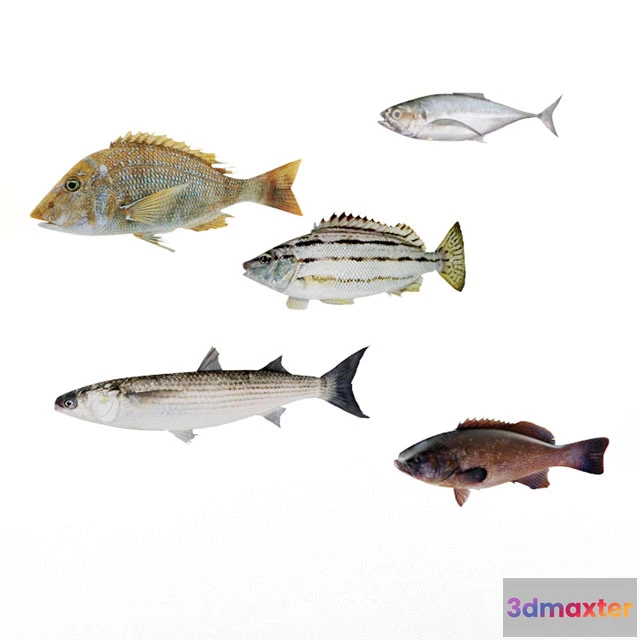 1663964 - other-models - Fishes 3D Max