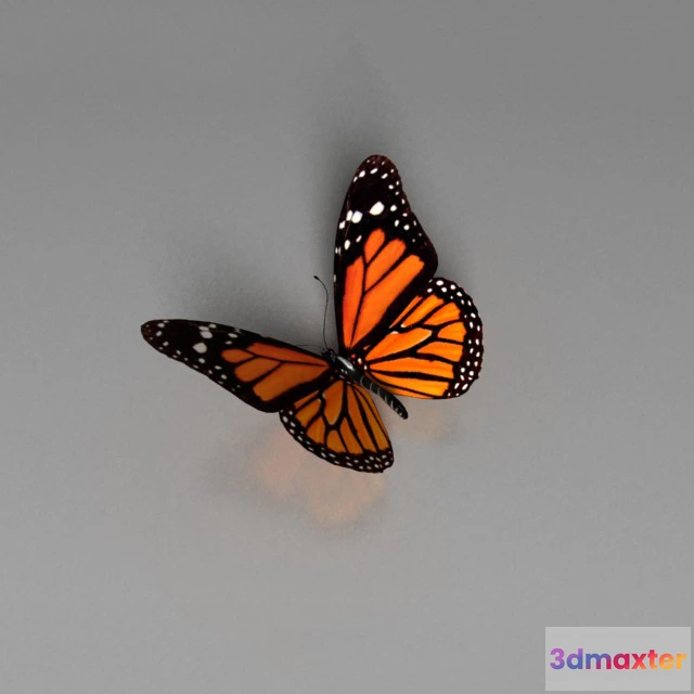 1663976 - other-models - Butterfly 3D Max