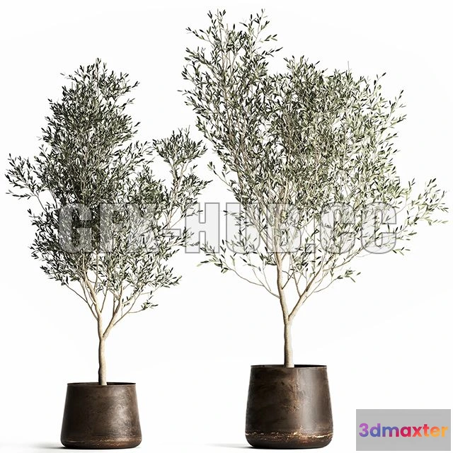 1208358 - CAR - Olive Trees 968 3D Model