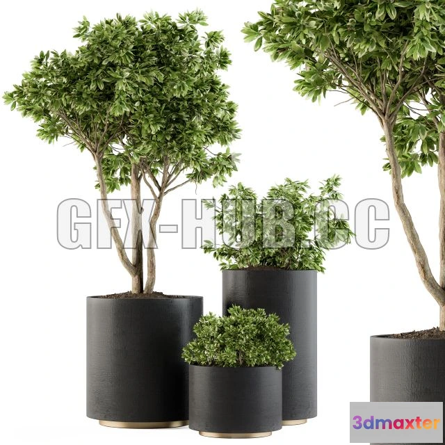 1208444 - CAR - Outdoor Plants Tree in Pot Set 94 3D Model