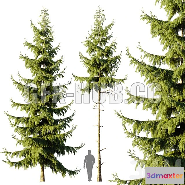 1208572 - CAR - Pine Spruce 3D Model