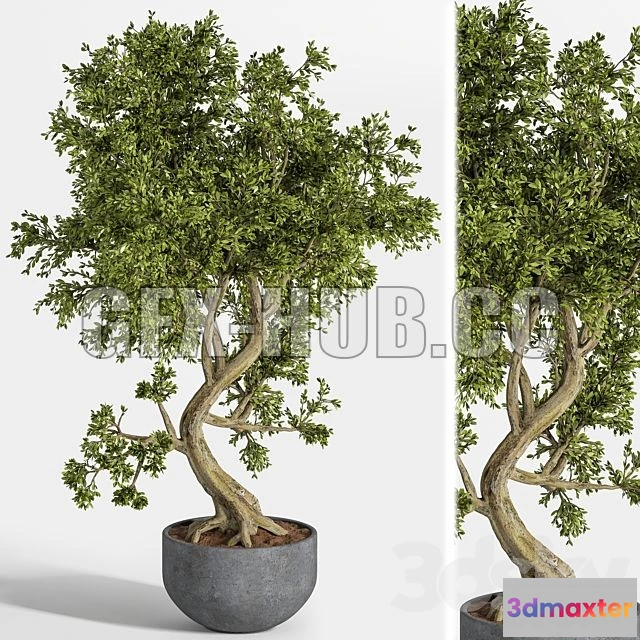 1208578 - CAR - Plant Bonsai 01 3D Model