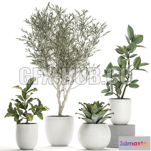 1208588 - CAR - Plant Collection 676 3D Model