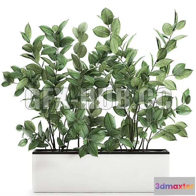1208592 - CAR - Plant Ficus Elastica 675 3D Model