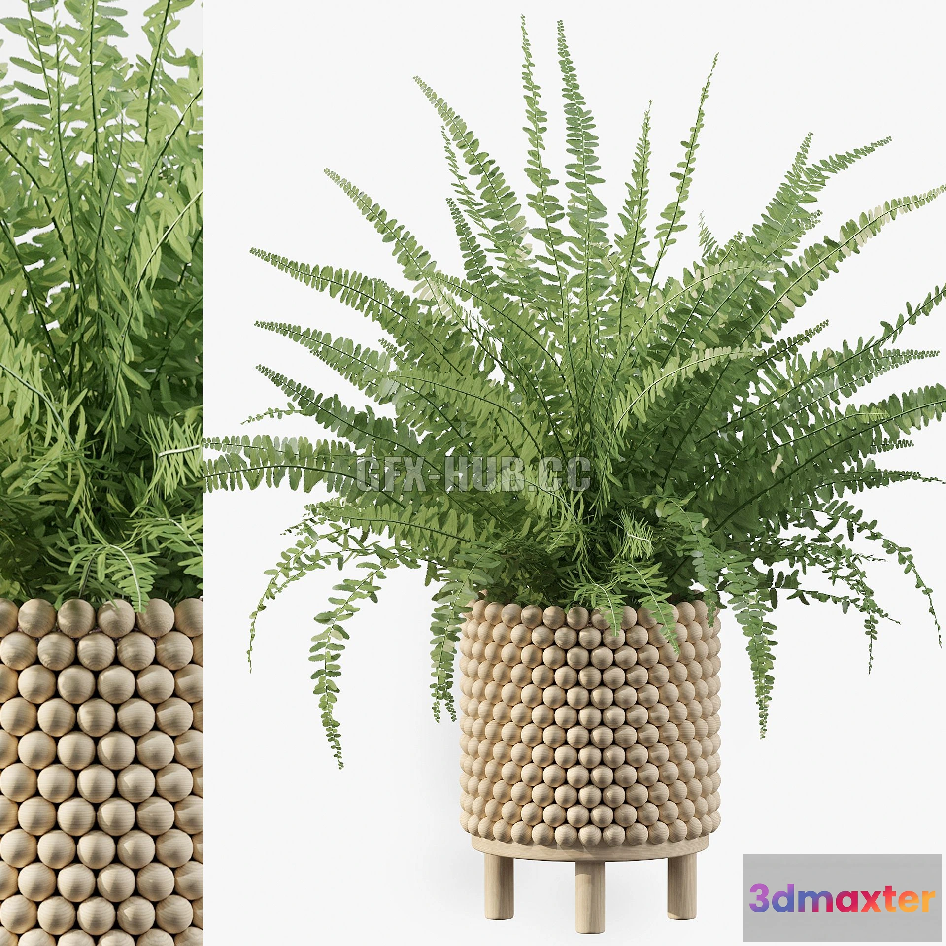 1208596 - CAR - Plants Collection 035 Fern 03 3D Model