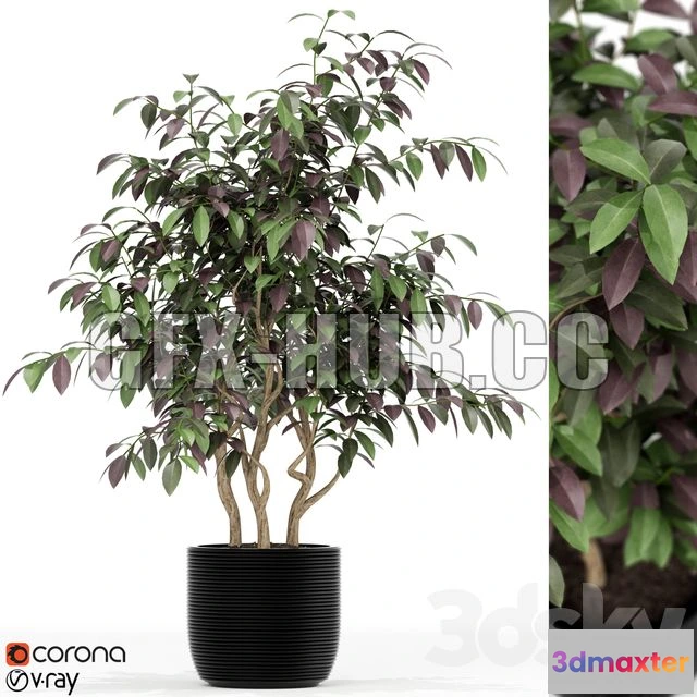 1208600 - CAR - Plants Collection 163 3D Model