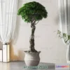 1161202 - WABI SABI STYLE 3D MODELS - PLANTS - 0006