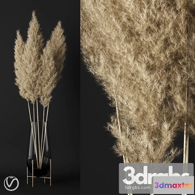 1008920 - A Bunch Of Pampas 3