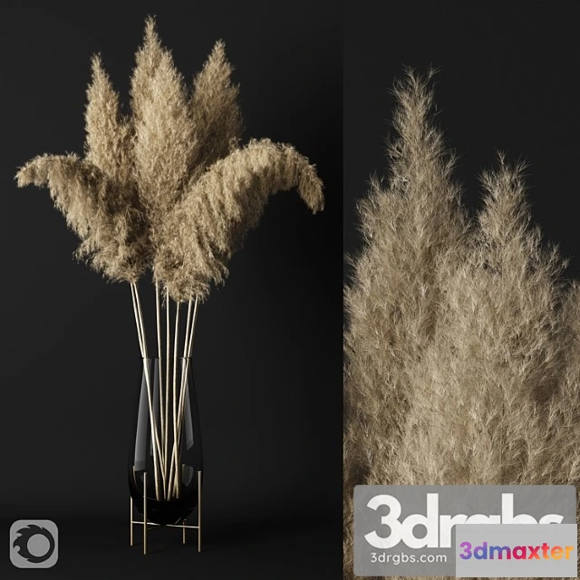 1008922 - A Bunch Of Pampas