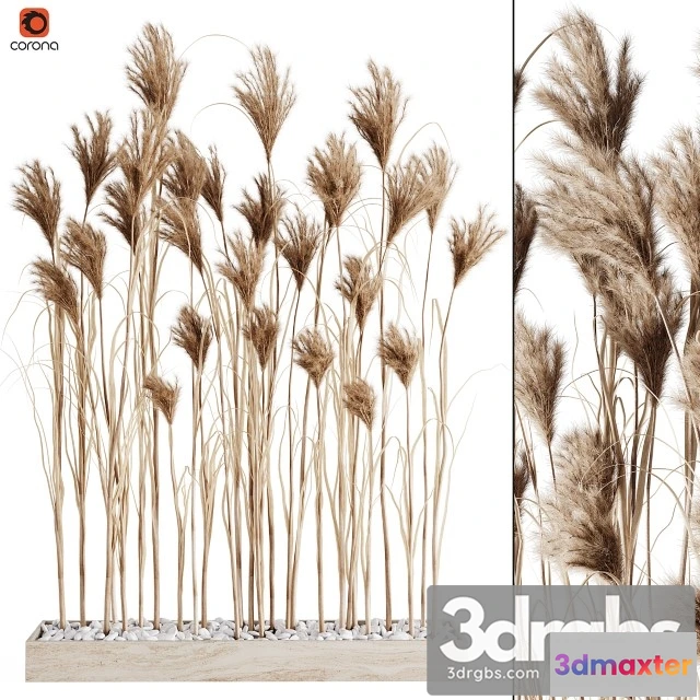 1008924 - A Bunch Pampas 7