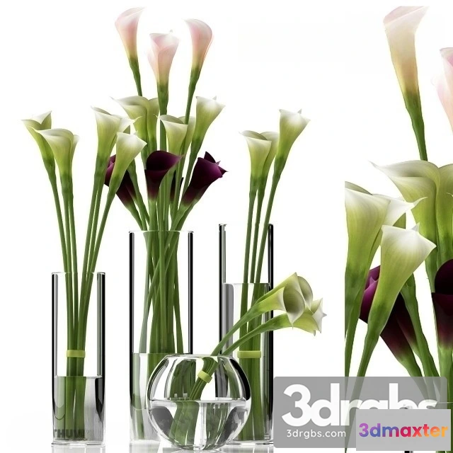 1009262 - Calla Lilly 2