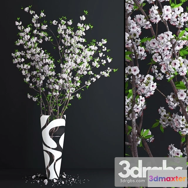 1009280 - Cherry White Blossom