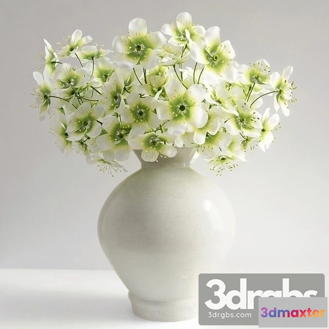 1009296 - Clematis Marmoraria